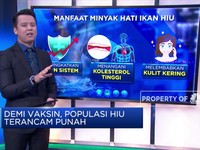 Demi Vaksin, Populasi Hiu Terancam Punah