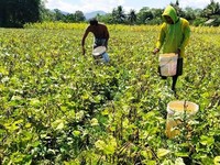 Kementan Dorong Sulsel Kembangkan Kacang Hijau