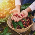 Investasi Sambil Bantu Petani Kopi, Gini Caranya!