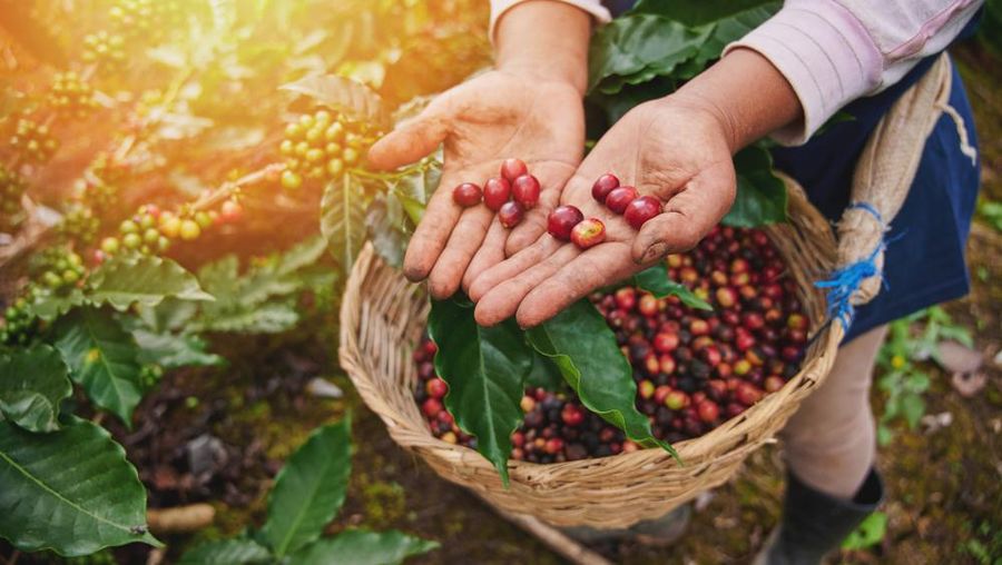 petani kopi