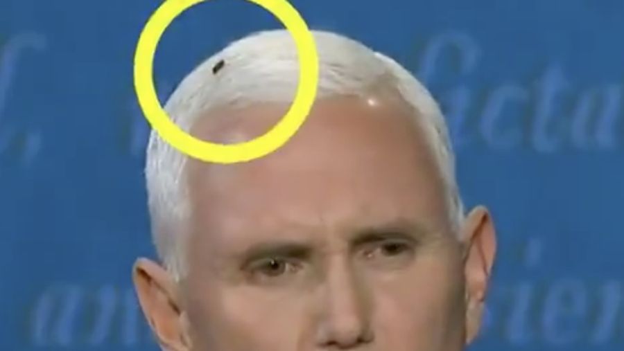 lalat yang mendarat di Mike Pence selama debat VP. Ist