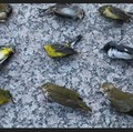 Pertanda Apakah Ini? Ribuan Burung Mati Jatuh dari Langit