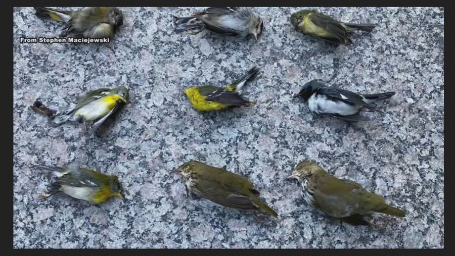 Bird Died