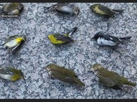Pertanda Apakah Ini? Ribuan Burung Mati Jatuh dari Langit