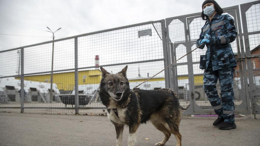 A trainer of the Russian Aeroflot Airlines' canine service walks a sniffer dog in a training center of Sheremetyevo Airport, outside Moscow, Russia, Friday, Oct. 9, 2020. The canine service of Russian Aeroflot Airlines have started training for sniffer dogs to detect coronavirus from infected people. (AP Photo/Pavel Golovkin)