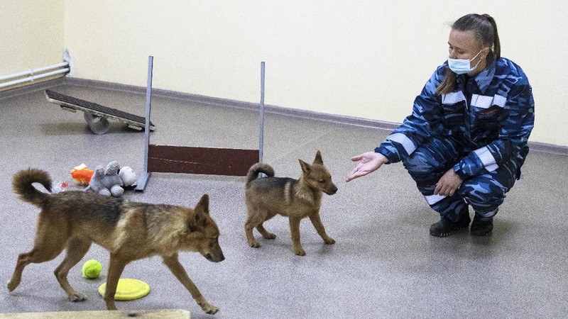 A trainer of the Russian Aeroflot Airlines' canine service trains a three-month-old puppy, center, and it's mother in a training center of Sheremetyevo Airport, outside Moscow, Russia, Friday, Oct. 9, 2020. The canine service of Russian Aeroflot Airlines have started training for sniffer dogs to detect coronavirus from infected people. (AP Photo/Pavel Golovkin)