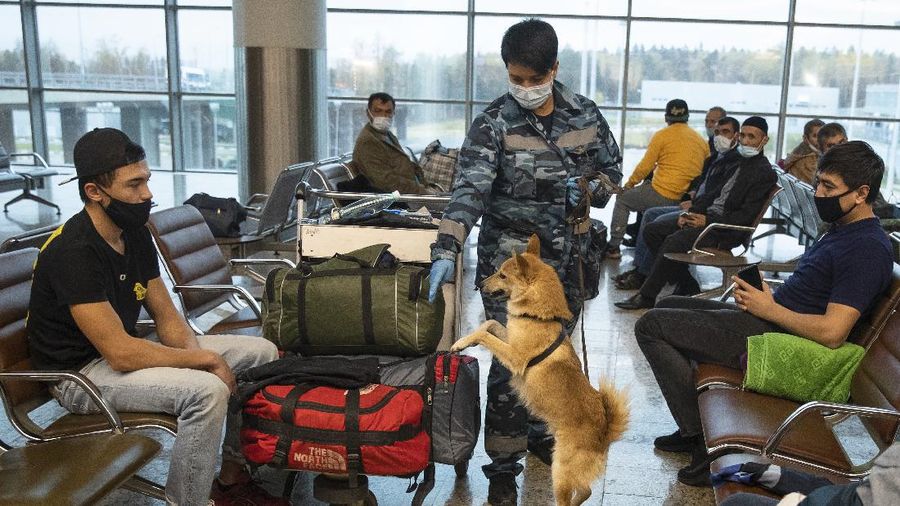 A trainer of the Russian Aeroflot Airlines' canine service trains a three-month-old puppy, center, and it's mother in a training center of Sheremetyevo Airport, outside Moscow, Russia, Friday, Oct. 9, 2020. The canine service of Russian Aeroflot Airlines have started training for sniffer dogs to detect coronavirus from infected people. (AP Photo/Pavel Golovkin)