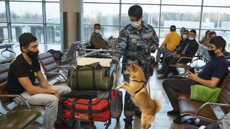 A trainer of the Russian Aeroflot Airlines' canine service trains a three-month-old puppy, center, and it's mother in a training center of Sheremetyevo Airport, outside Moscow, Russia, Friday, Oct. 9, 2020. The canine service of Russian Aeroflot Airlines have started training for sniffer dogs to detect coronavirus from infected people. (AP Photo/Pavel Golovkin)