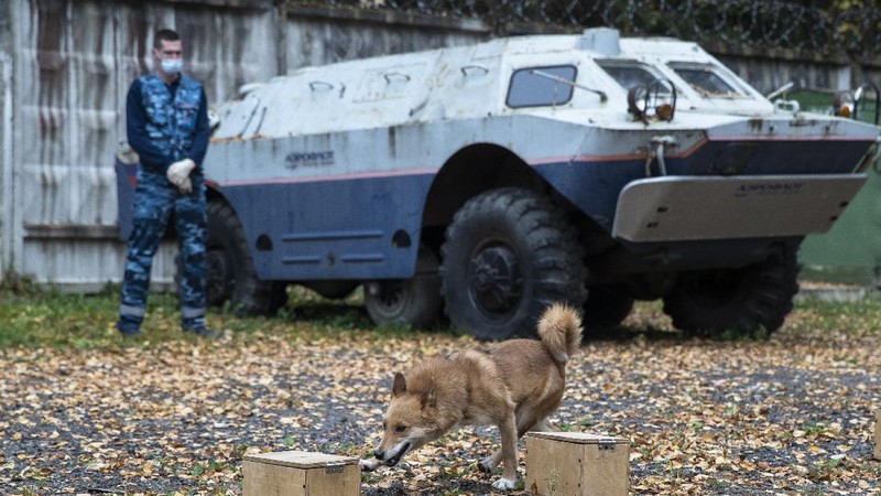 A trainer of the Russian Aeroflot Airlines' canine service trains a three-month-old puppy, center, and it's mother in a training center of Sheremetyevo Airport, outside Moscow, Russia, Friday, Oct. 9, 2020. The canine service of Russian Aeroflot Airlines have started training for sniffer dogs to detect coronavirus from infected people. (AP Photo/Pavel Golovkin)