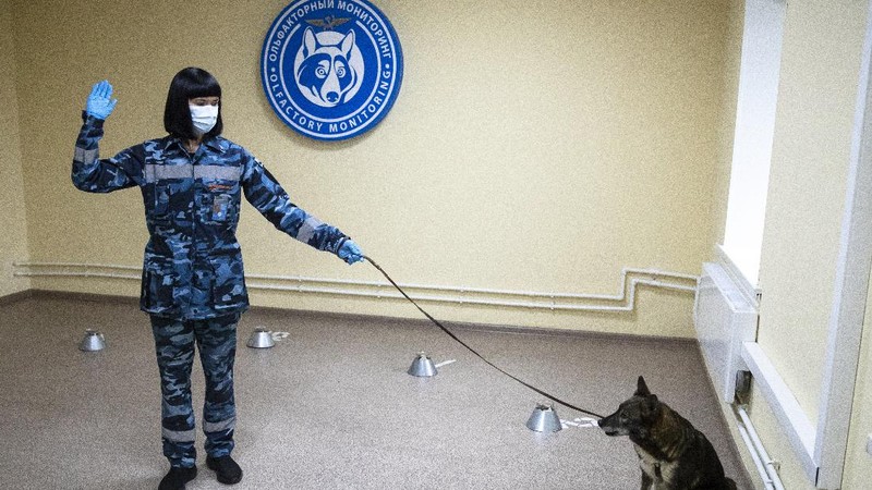 A trainer of the Russian Aeroflot Airlines' canine service trains a three-month-old puppy, center, and it's mother in a training center of Sheremetyevo Airport, outside Moscow, Russia, Friday, Oct. 9, 2020. The canine service of Russian Aeroflot Airlines have started training for sniffer dogs to detect coronavirus from infected people. (AP Photo/Pavel Golovkin)