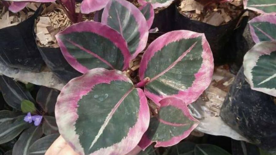 Calathea Cynthia