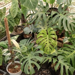 Anda Punya Tanaman ini? Siap-siap 'Kebanjiran' Cuan Tahun Ini
