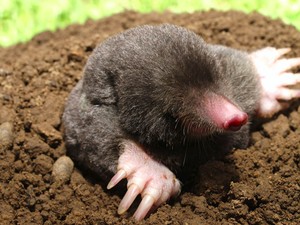 Tikus Tanah Emas Buta Ditemukan Lagi Usai Hampir Seabad Hilang