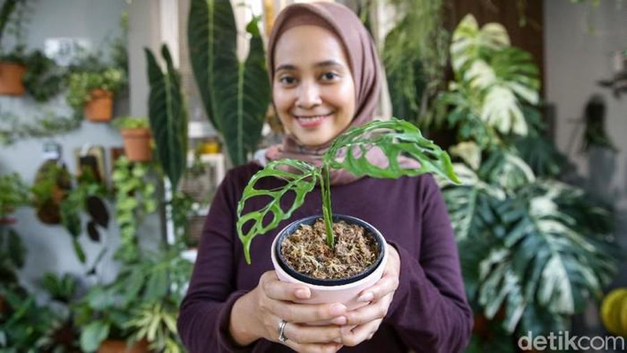 monstera obliqua (Detikcom/Grandyos Zafna)