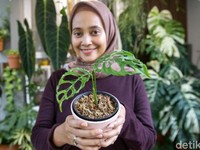 Ajak Ngobrol Hingga Musik Buat Tanaman Hias Tumbuh Cantik Lho