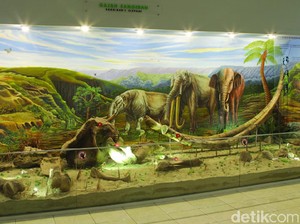 Dari Sragen untuk Dunia: Kisah The Land of Java Man dari Sangiran
