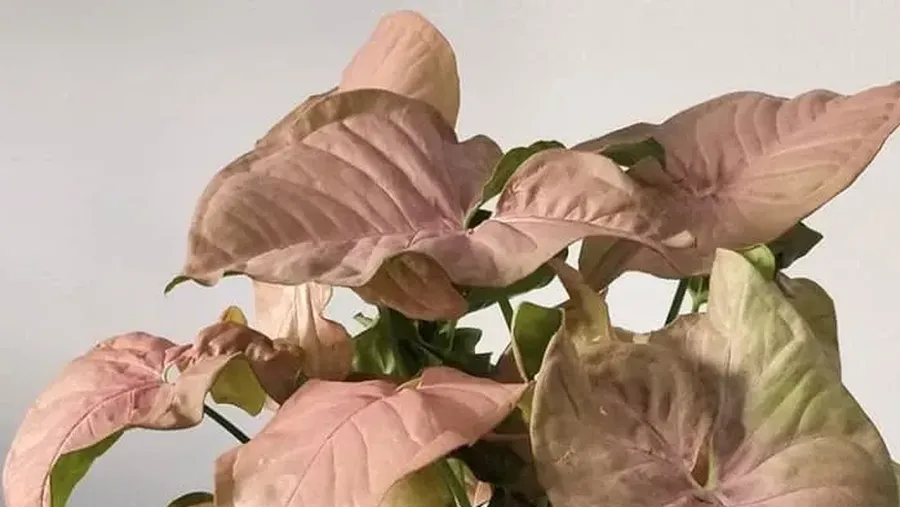 syngonium Neon Robusta (Ist/Tokopedia)