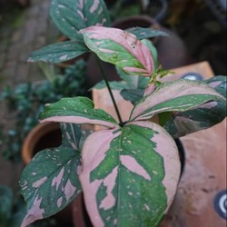 Wow! Tanaman Hias Syngonium Lagi Tren, Sehelai Bisa Jutaan