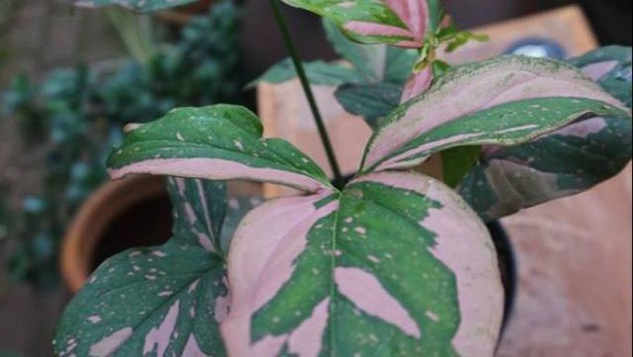Tanaman hias Syngonium pink splash (Shopee.co.id)