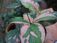 Wow! Tanaman Hias Syngonium Lagi Tren, Sehelai Bisa Jutaan