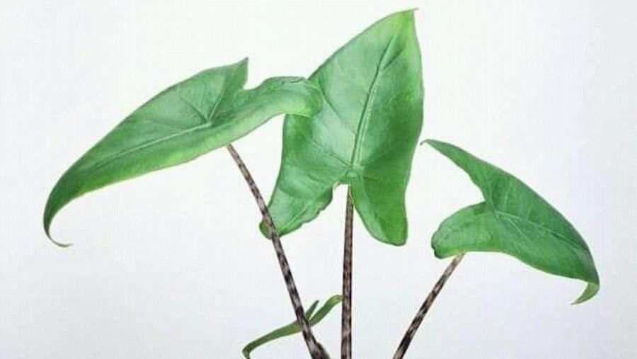 Alocasia (Ist Shopee)