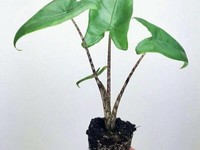 Cara Merawat Tanaman Hias Alocasia Bambino