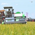 Terus Meningkat! Produksi Beras 2020 Tembus 31,63 Juta Ton