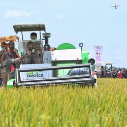 Terus Meningkat! Produksi Beras 2020 Tembus 31,63 Juta Ton