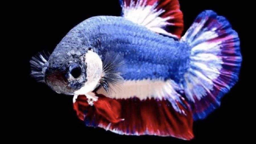 Ikan Cupang Kachen Worachai (sumber: hewany.com)