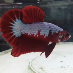 Kian Diminati, Ikan Cupang Multicolor Tembus Rp 7,5 Juta