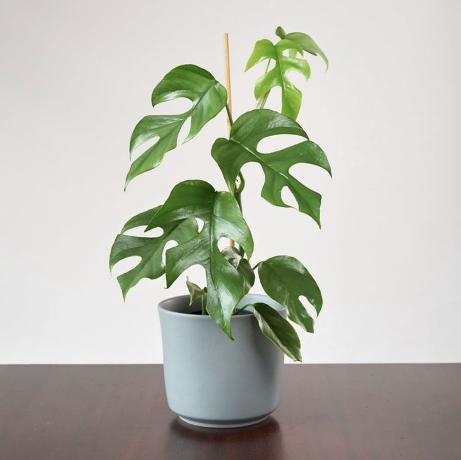 monstera rhaphidophora (Ist Shopee)
