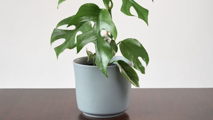 monstera rhaphidophora (Ist Shopee)