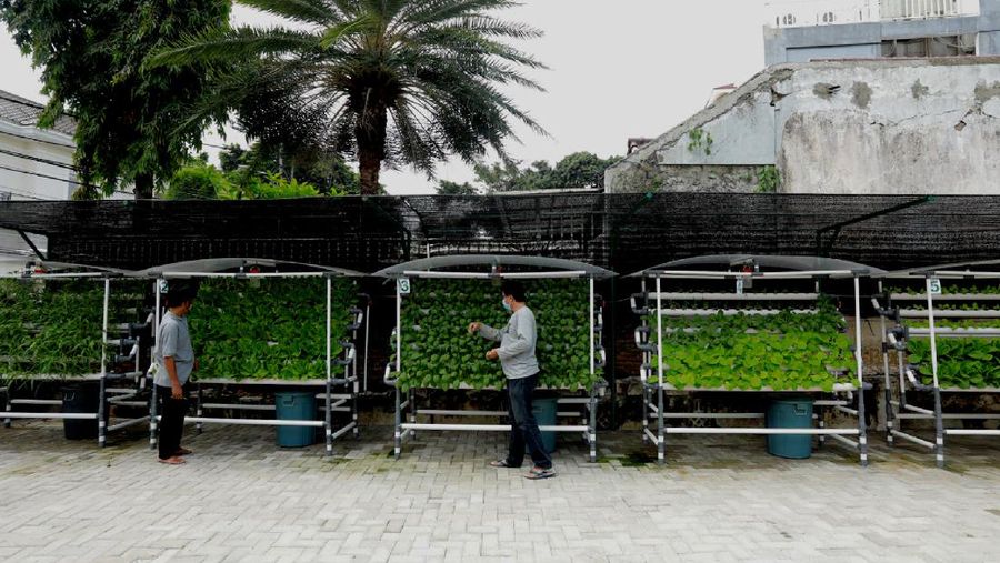Tanaman dengan sistem hidroponik di kawasan Bojongsari, Depok, Jumat (30/7/2021). (CNBC Indonesia/Andrean Kristianto)