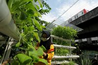 Pandemi Covid-19 Lahirkan Gaya Hidup Baru: Urban Farming!