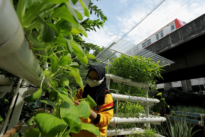 Tanaman dengan sistem hidroponik di kawasan Bojongsari, Depok, Jumat (30/7/2021). (CNBC Indonesia/Andrean Kristianto)