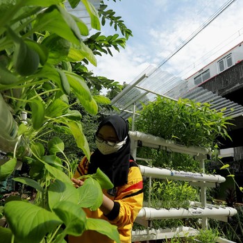 Pandemi Covid-19 Lahirkan Gaya Hidup Baru: Urban Farming!