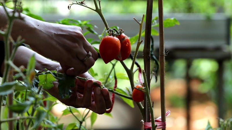 Tanaman hydroponic (CNBC Indonesia/Tri Susilo)