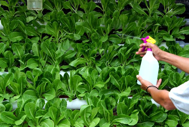 Cara Tanam Sayur Paling Mudah Guna Teknik 3t Tanam Tinggal Tuai Tak Perlu Siram Pun Vanilla Kismis