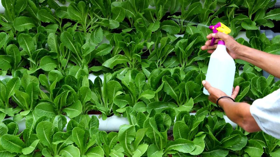 Tanaman hydroponic (CNBC Indonesia/Tri Susilo)