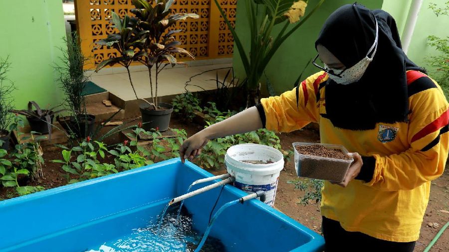 Tanaman hydroponic (CNBC Indonesia/Tri Susilo)