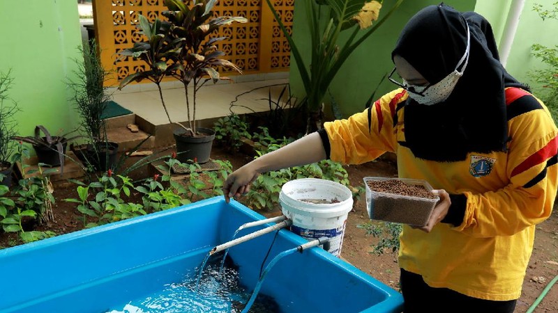 Tanaman hydroponic (CNBC Indonesia/Tri Susilo)
