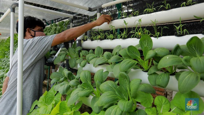 Tanaman hydroponic (CNBC Indonesia/Tri Susilo)