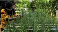 Pandemi Covid-19 Lahirkan Gaya Hidup Baru: Urban Farming!