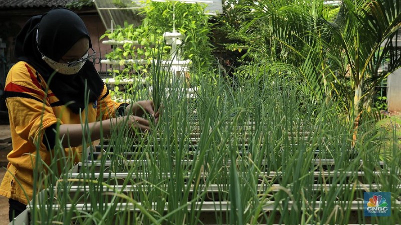 Tanaman hydroponic (CNBC Indonesia/Tri Susilo)