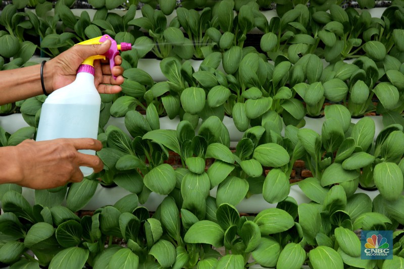 Tanaman dengan sistem hidroponik di kawasan Bojongsari, Depok, Jumat (30/7/2021). (CNBC Indonesia/Andrean Kristianto)