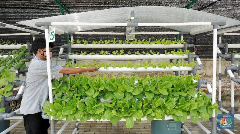 Tanaman hydroponic (CNBC Indonesia/Tri Susilo)