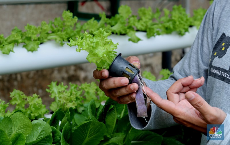 Tanaman dengan sistem hidroponik di kawasan Bojongsari, Depok, Jumat (30/7/2021). (CNBC Indonesia/Andrean Kristianto)