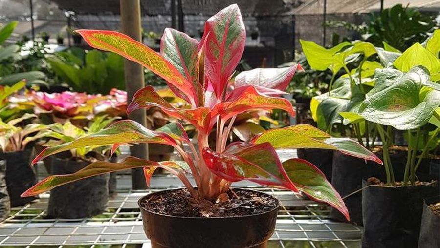 Aglonema Lipstik (Tangkapan Layar Tokopedia/Habitart nursery)