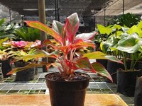 Harganya Sampai Jutaan, Ini 8 Tanaman Hias Aglaonema Populer