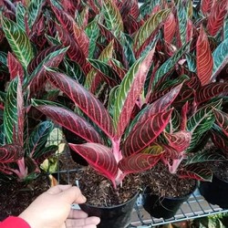 Harganya Bikin Emosi, 7 Tanaman Hias Termahal di RI